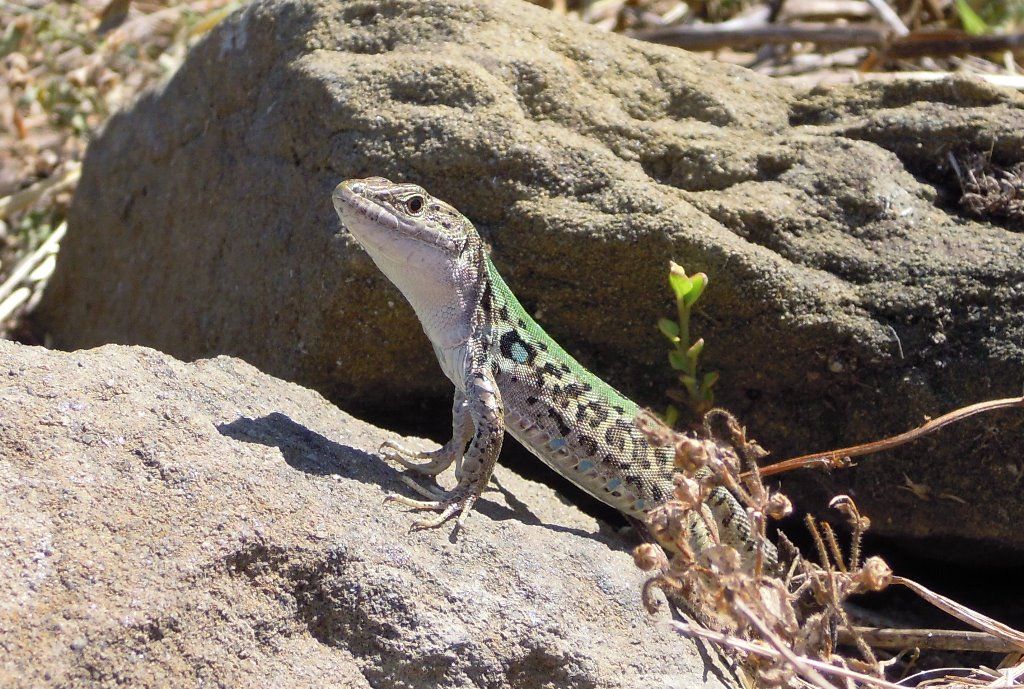 Podarcis sicula?  S,...Podarcis siculus